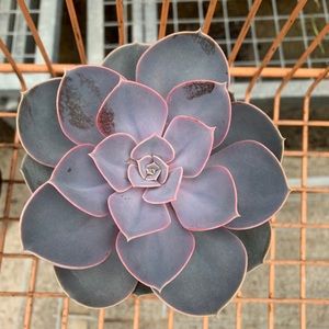 Meet your Posher, Alyssia